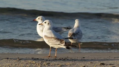 Gulls running along the shore 動画素材 81292817