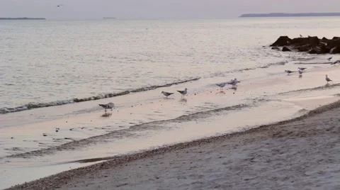 Gulls on the sand beach Stock Footage 43103586