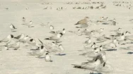 Gulls On The Sand Stock Footage