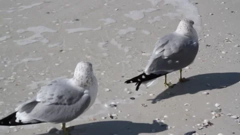 Gulls on sandy beach Video stock 146501140