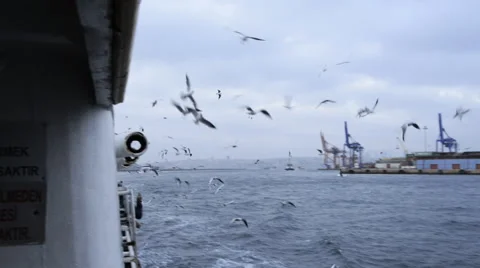 Gulls on the sea background Stockbeeldmateriaal 62504344
