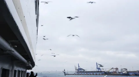 Gulls on the sea background Stockbeeldmateriaal 62504350