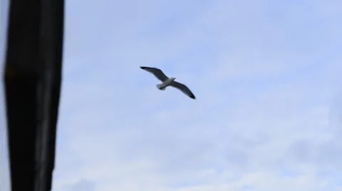 Gulls on the sea background Stockbeeldmateriaal 62504385