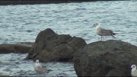 Gulls, sea Video stock 29674445