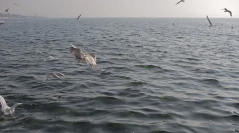 Gulls on the sea Stock Footage 34446471