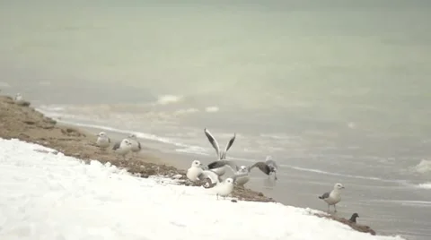 Gulls at sea. Slow motion. Stock Footage 52402196