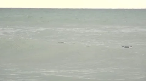 Gulls in the sea. Slow motion. Stock Footage 52924655