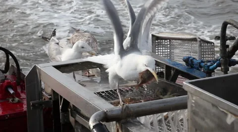 Gulls on the shaker unit of the sorting machine Video stock 61811618