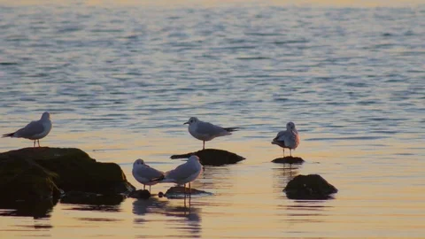 Gulls on the shore of the ocean Stock Footage 85443197