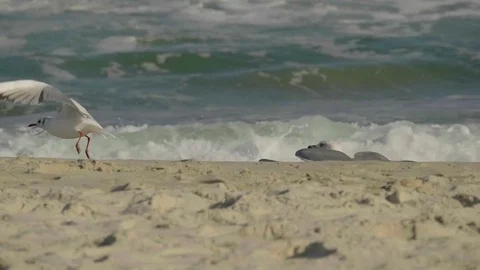 Gulls on the shore take off. Stock Footage 80924577