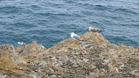 Gulls sit on the edge of a cliff. Video stock 96920881