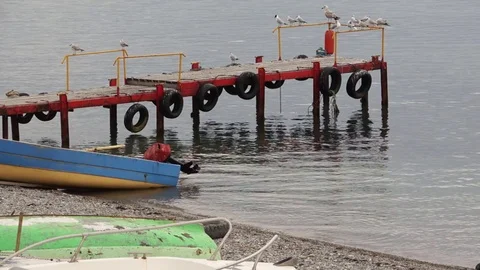 Gulls sitting on the pier Stock Footage 75624678