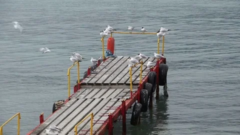 Gulls sitting on the pier Stock Footage 75624761