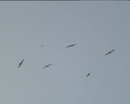 Gulls in the sky 库存影片 944379