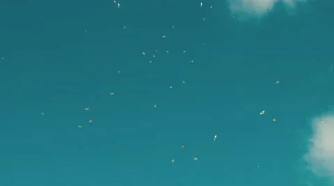 Gulls in the sky Stock Footage 49993067