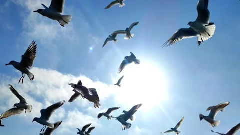 Gulls in sky Stock Footage 150891407
