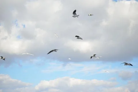 Gulls in the sky with gray clouds Stock Photos