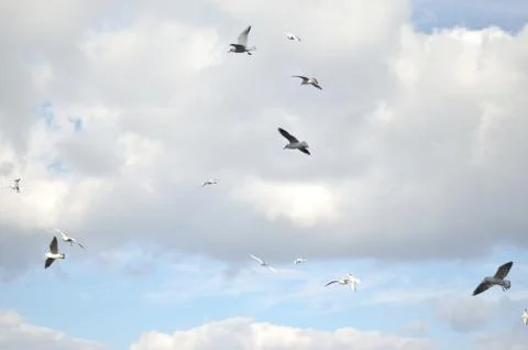 Gulls in the sky with gray clouds 库存照片