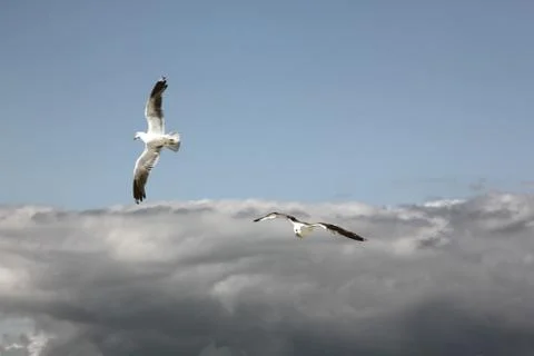 The gulls in the sky Stock Photos