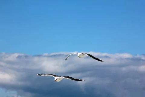 The gulls in the sky Stock Photos