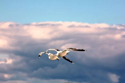 The gulls in the sky Stock Photos