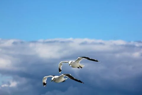The gulls in the sky Stock Photos