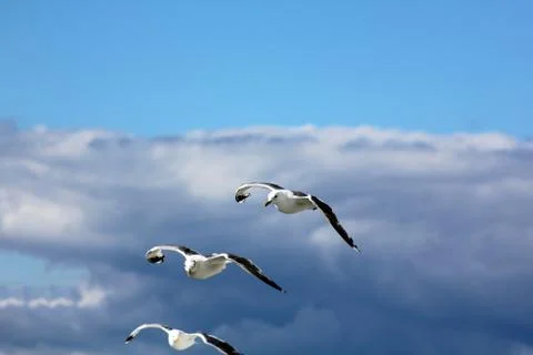 The gulls in the sky Stock Photos