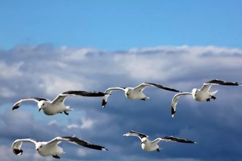 The gulls in the sky Stock Photos