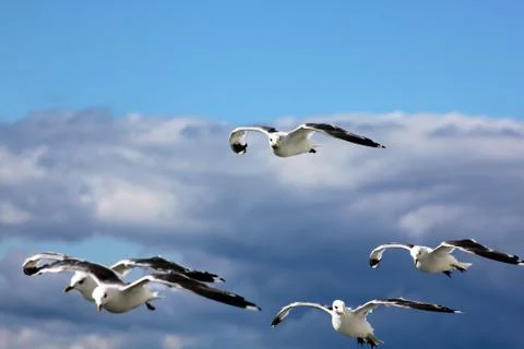 The gulls in the sky Stock Photos