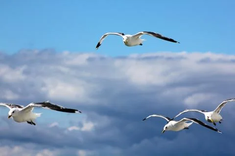 The gulls in the sky Stock Photos