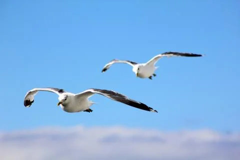 The gulls in the sky Stock Photos