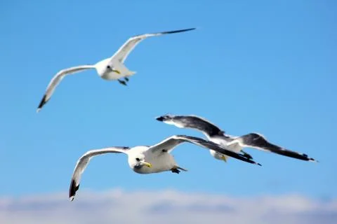 The gulls in the sky Stock Photos