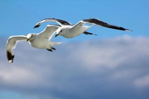 The gulls in the sky Stock Photos