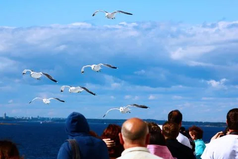 The gulls in the sky Stock Photos