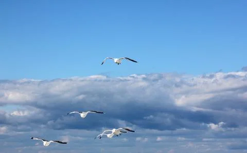 The gulls in the sky Stock Photos