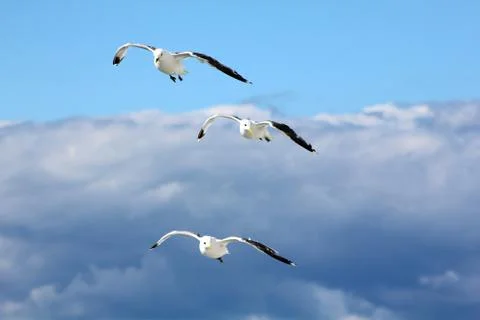The gulls in the sky Stock Photos