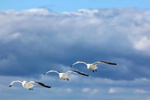 The gulls in the sky Stock Photos