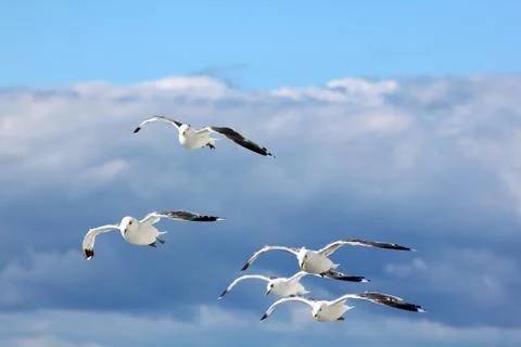 The gulls in the sky Stock Photos