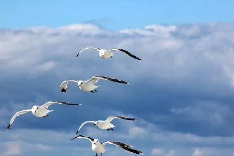 The gulls in the sky Stock Photos
