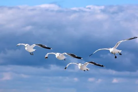 The gulls in the sky Stock Photos