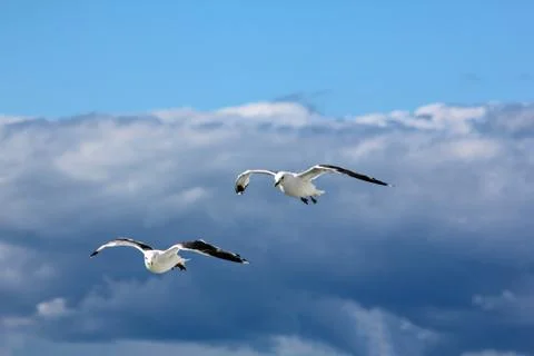 The gulls in the sky Stock Photos