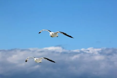 The gulls in the sky Stock Photos