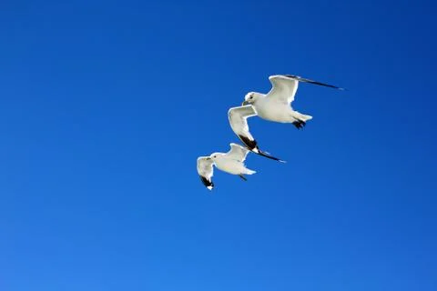 The gulls in the sky Stock Photos