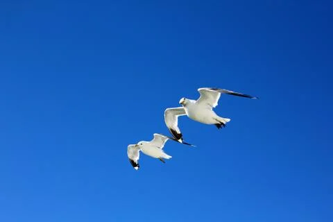 The gulls in the sky Stock Photos