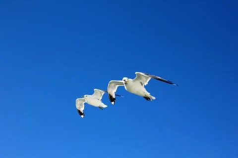 The gulls in the sky Stock Photos