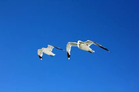 The gulls in the sky Stock Photos