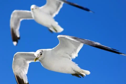 The gulls in the sky Stock Photos