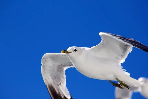 The gulls in the sky Stock Photos