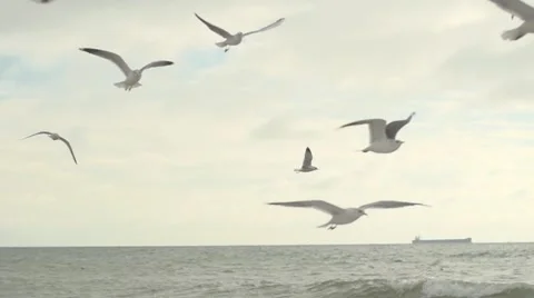 Gulls in the sky. Slow motion. Stock Footage 52854171