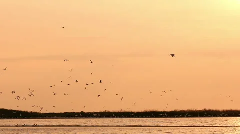 Gulls in the sky at sunset over the river, slow motion 5 스톡 동영상 54625762